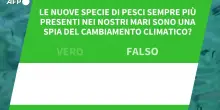 Ansa VERIFIED - Le nuove specie di pesci sempre piu' presenti nei nostri mari sono una spia del cambiamento climatico?