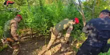Coltivazione di marijuana scoperta nel reggino dai carabinieri