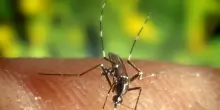 In Italia 7-800 casi di malaria l'anno, tutti importati dall'estero