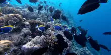 Maldive oltre i cliché tra reef da salvare e comunità locali