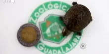In Messico e' nata la tartaruga del fango di Vallarta, la piu' piccola del mondo