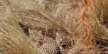 Il giaguaro torna a riprodursi nella regione argentina del Chaco