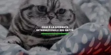 Oggi e' la giornata internazionale del gatto