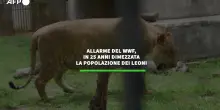 Allarme nel Wwf, in 25 anni dimezzata la popolazione dei leoni