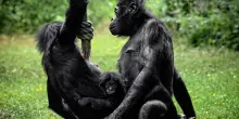 Lo Zoo di Wuppertal saluta il bonobo pi&ugrave; vecchio del mondo