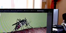 Segnalato il primo caso nell'uomo del virus West Nile in Veneto