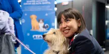Ita Airways accoglie in cabina gli animali domestici di grossa taglia