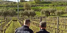 Vende falso vino Zibibbo, denunciato imprenditore tedesco