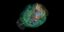 Prima mappa del cervello al lavoro in un mammifero  VIDEO