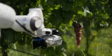 Nei vigneti arriva Frasky, il robot per l'agricoltura di precisione