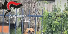 Va in vacanza e lascia il cane in cortile, denunciato