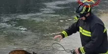 Vigili Fuoco salvano cervo intrappolato in un lago ghiacciato