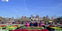 Giornata Nazionale del Tulipano, scatta la festa ad Amsterdam
