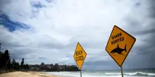 Donna attaccata da uno squalo in Australia, &egrave; in condizioni critiche
