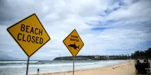 Surfista morso da squalo in Australia, quarto attacco in 48 ore