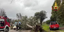 Allerta maltempo in Sardegna, albero su un'auto e due persone ferite