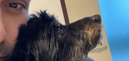 Lancia il cagnolino nel vuoto, morto dopo un volo di 4 metri