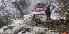 Maltempo, un albero colpisce due auto ad Ancona, passeggeri incolumi