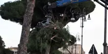 Il Tar non sospende l'abbattimento dei pini a rischio a Roma