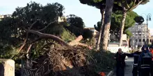 Abbattuti i 12 pini a rischio, riapre ai pedoni via dei Fori Imperiali