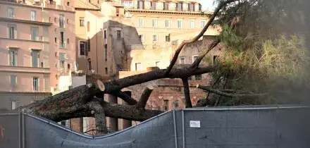 Crolla un albero ai Fori Imperiali, tre feriti lievi