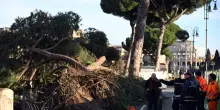 Crollo pini Fori Imperiali, domani al via primi abbattimenti selettivi