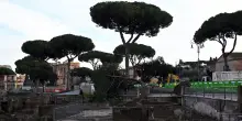 Ai Fori Imperiali 12 pini a rischio crollo saranno rimossi e sostituiti