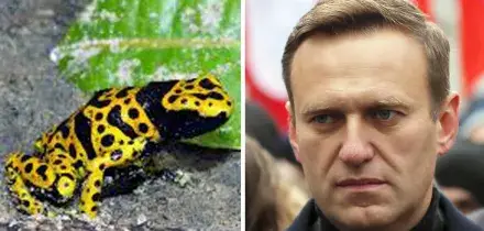 Cinque Paesi europei: "Navalny ucciso dalla Russia con il veleno delle rane freccia"