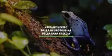 La rana freccia dell'Ecuador, il vertebrato piu' velenoso al mondo