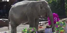 L'elefante Trompita festeggia 65 anni nel suo zoo in Guatemala