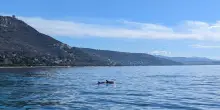 Gruppo di delfini nell'Area Marina Protetta di Miramare a Trieste