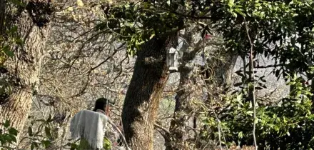 La solitudine di Catherine, rinchiusa nella casa del bosco