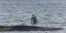 Nuovo tentativo di salvataggio della balena incagliata nel mar Baltico