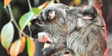 Al Bioparco di Roma sono nati due tamarini imperatore