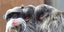 Al Bioparco di Roma sono nati due tamarini imperatore
