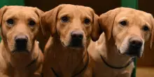 Pet in fuga,  i cani italiani scappano di pi&ugrave;