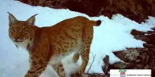 Torna a farsi vedere la lince in val d'Ossola, il felino ripreso in un video