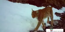 Torna a farsi vedere la lince in val d'Ossola, eccola in un video
