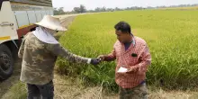 Fao, guerra in Medio Oriente aumenta pressione su fragili sistemi agroalimentari
