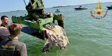 Recuperata nella laguna di Venezia la grossa carcassa di un pesce luna
