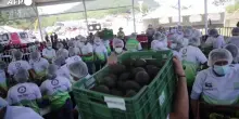 Maxi guacamole per sfidare il Guinness World Record a Tancitaro, in Messico