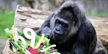 Compleanno da record allo zoo di Berlino, la gorilla Fatou compie 69 anni