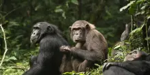 Osservata per la prima volta una 'guerra civile' tra scimpanz&eacute;