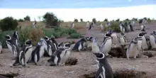 Inquinanti 'eterni' anche in Patagonia, trovati grazie ai pinguini
