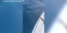 Un grosso squalo attacca un motoscafo a Gallipoli, paura per i pescatori