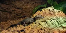 Un raro coccodrillo africano nano &egrave; nato al Parco Natura Viva di Verona