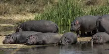 Media, un magnate indiano vuol salvare dalla morte i 'cocaine hippos' di Escobar