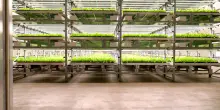 Cultipharm e Zambon, partnership per nuovi nutraceutici avanzati