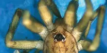 Un'altra specie di ragno che vive nei muri, dedicata ai Pink Floyd