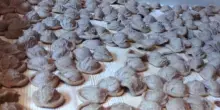 Primi dei Primi, a Sansepolcro il festival dell'Italia della pasta